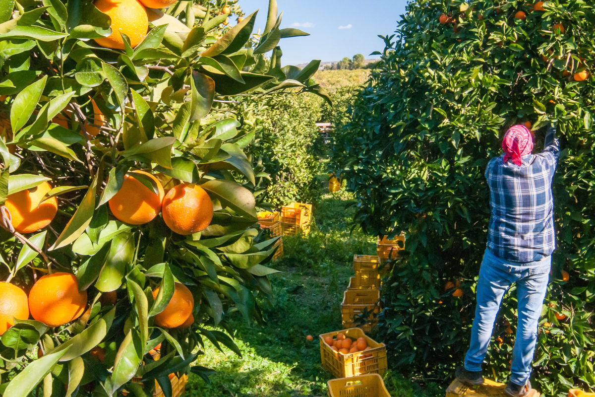 Agriculture